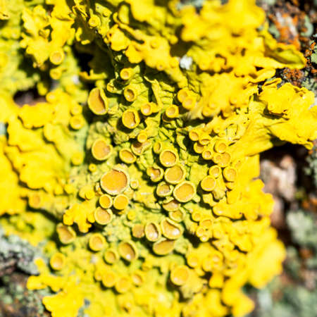 Bright yellow lichen Xanthoria parietina on a tree bark, close-upの写真素材