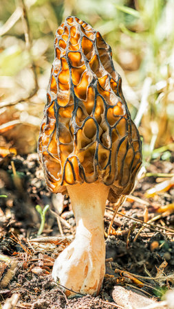 Morel mushroom in the spring sun in the forest, high definition macroの写真素材