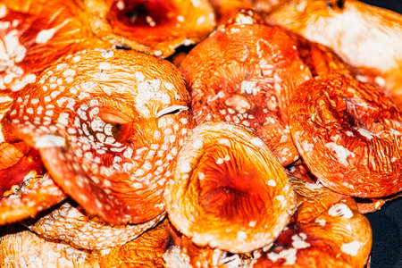 Beautiful bright dried caps mushrooms red fly agaricの写真素材
