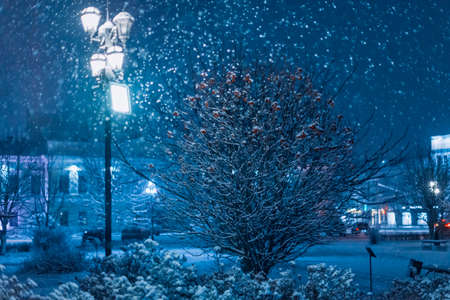 The rowan tree under the snow in winter in the city at night in the light of the lantern