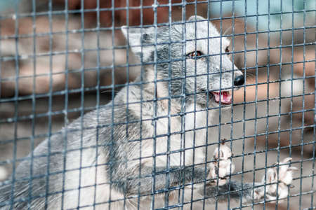 Gray arctic fox behind bars, closeup portraitの写真素材