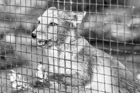 Gray arctic fox behind bars, closeup portraitの写真素材
