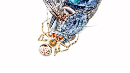 Small spider weaving a web around a large fly isolated on white background, super macro photoの写真素材
