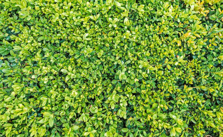 Lots of fresh green leaves close-up, texture of clipped shrubs