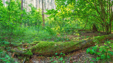 Panoramic photo of the edge of a pine forest, rotted fallen tree covered in moss in the foreground