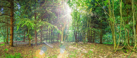 Its morning in the summer forest. The suns rays shining through the spruces, panoramic photoの写真素材