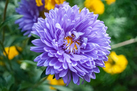 Aster flower in the garden. Close-up. Selective focus.
