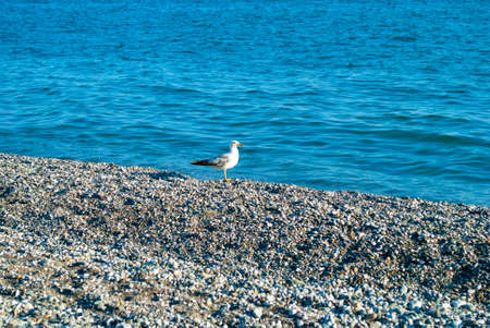 seagull on the black sea beachの写真素材