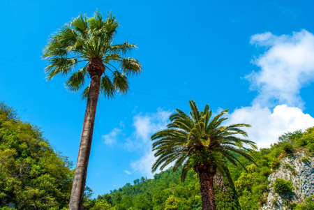 Large palm trees against the blue skyの写真素材