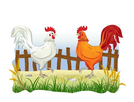 two cocks in country outdoor scene with fenceのイラスト素材