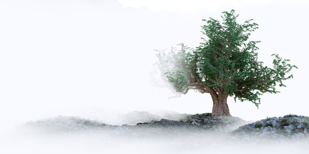 tree on the landscape background with fog concept symbolic compositionの写真素材