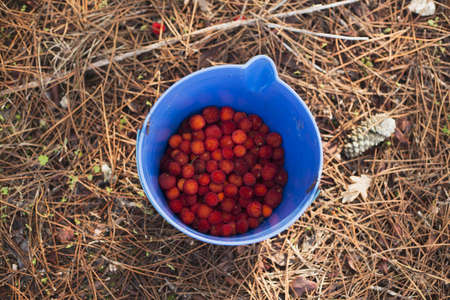Bucket with fruitの写真素材