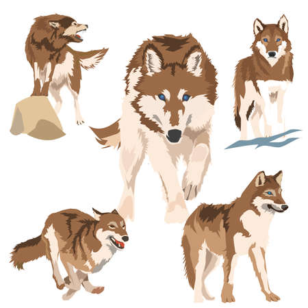 editable vector image of a wild wolf for your designのイラスト素材