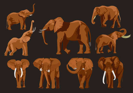 set of editable vector african elephant imagesのイラスト素材