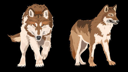 cool wild wolf vector illustration easy to editのイラスト素材