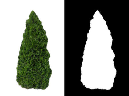 Decorative evergreen plant on white background with alpha channel mask