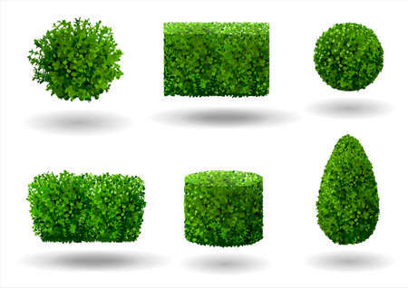 Set of ornamental plants and trees for landscaping. Vector graphics. Boxwood, hibiscus and arborvitae tree.のイラスト素材