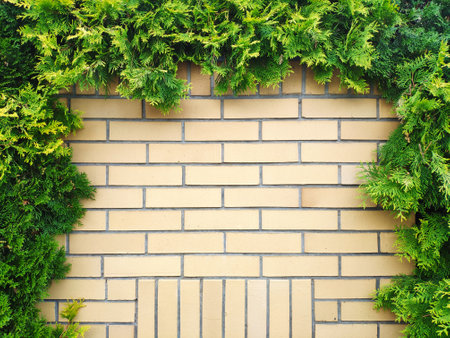 Brick wall background with ivy in the gardenの写真素材
