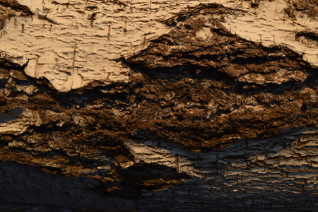 Wood background texture, tree bark backdrop.の写真素材