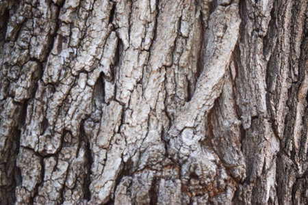 Bark of tree texture background. Tree bark texture background. tree bark texture backgroundの写真素材