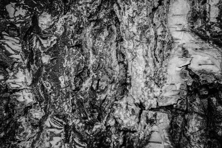 bark of birch tree in black and white. Abstract background and texture for design.