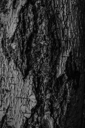 Bark of a tree. black and white photo. abstract background.