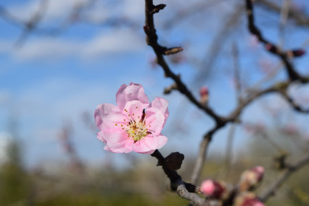 Peach blossom in spring, closeup of pink flower on branchの写真素材