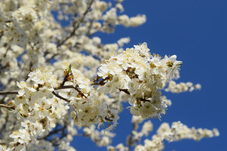 White flowers of Prunus cerasifera on a tree