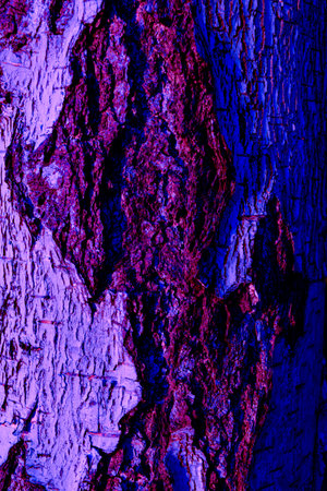 Tree bark texture in blue and purple tone. Abstract background and texture for design.の写真素材