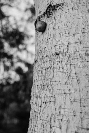 Snail crawling on the bark of a tree. Black and white photo.の写真素材