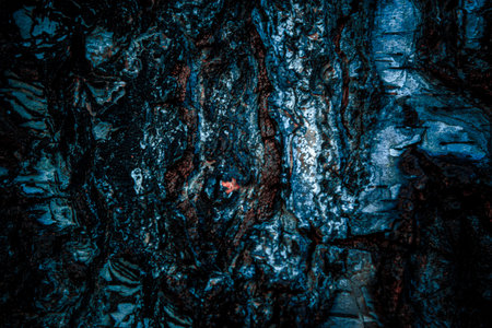 Bark of a tree in the forest. Abstract background. Toned.の写真素材