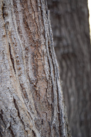 Tree bark texture. Tree bark texture background. Tree bark texture. Tree bark background.の写真素材