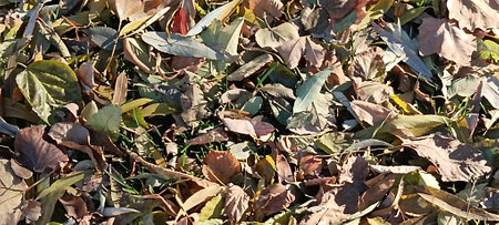 Autumn leaves background. Autumn leaves background. Autumn leaves background.