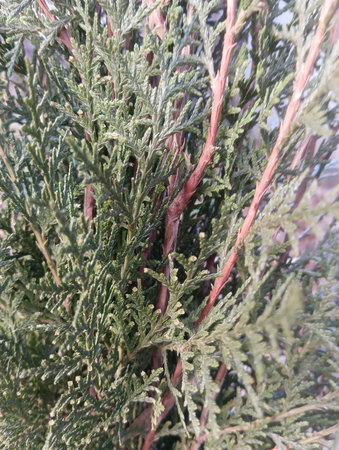 Close-up of thuja tree branch with green leaves.の写真素材