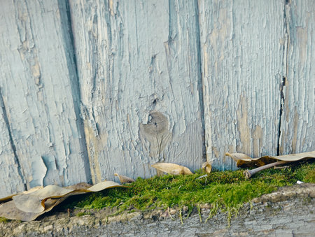 Old wooden wall with green moss and fallen leaves. Shallow depth of field.の写真素材