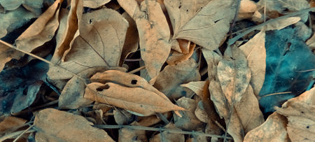 Dry leaves on the ground in autumn. Natural background and texture.の写真素材