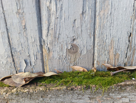 Green moss on old wooden planks, vintage background, selective focusの写真素材