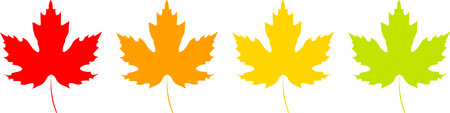 Maple leafs in the colors of the national flag of Canadaの写真素材