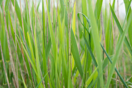 Green grass with a grasshopper. Close-upの写真素材