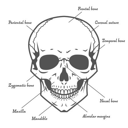 Black vector skull anatomy  at white backgroundのイラスト素材