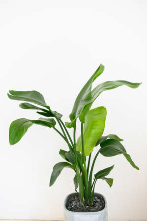 Strelitzia Reginae orange tropical flower. Green leaves close upの写真素材