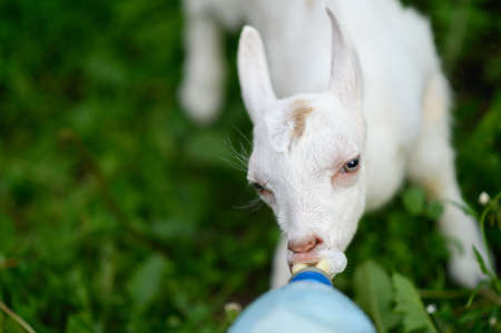 Little baby goat drinking bottled milk in a childrens farmの写真素材
