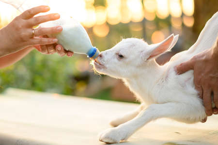 little goat in the hands of a veterinarian to feed in outdoor. animal care.