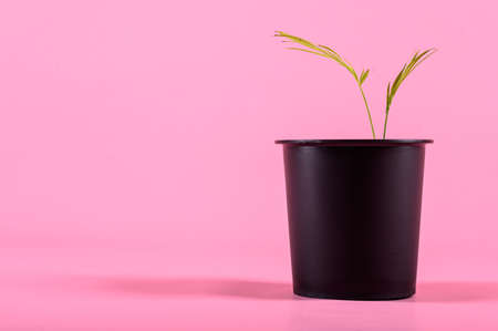 sprout in a pot on pink backgroundの写真素材