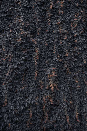 Wall of grape leaves real photo, background