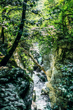 Deep dark forest river stream landscape. rocks river