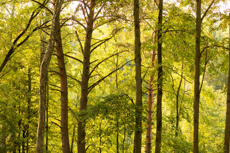 Beautiful Sunny day in Autumnal forest, yellow orange trees. Real landscape of autumn.