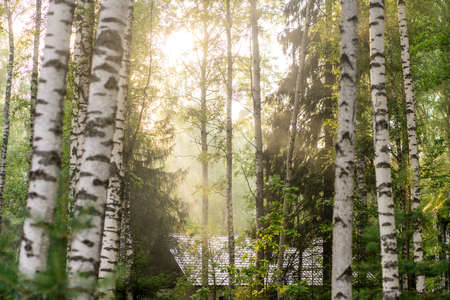 beautiful autumn forest in the haze. Sunlight