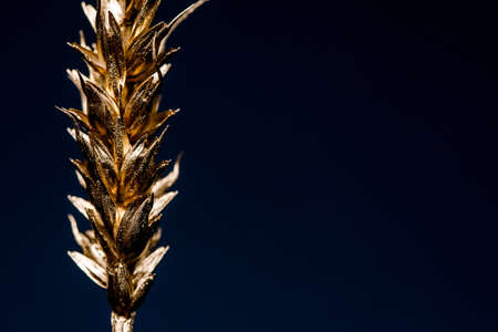 bunch of wheat rye or barley ears with whole grain and leaves yellow wheat rye or barley. の写真素材