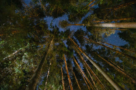 night sky in a pine forest.の写真素材